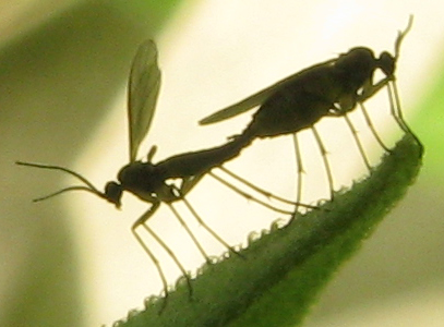 San Valentino ! Sciaridae M e F.